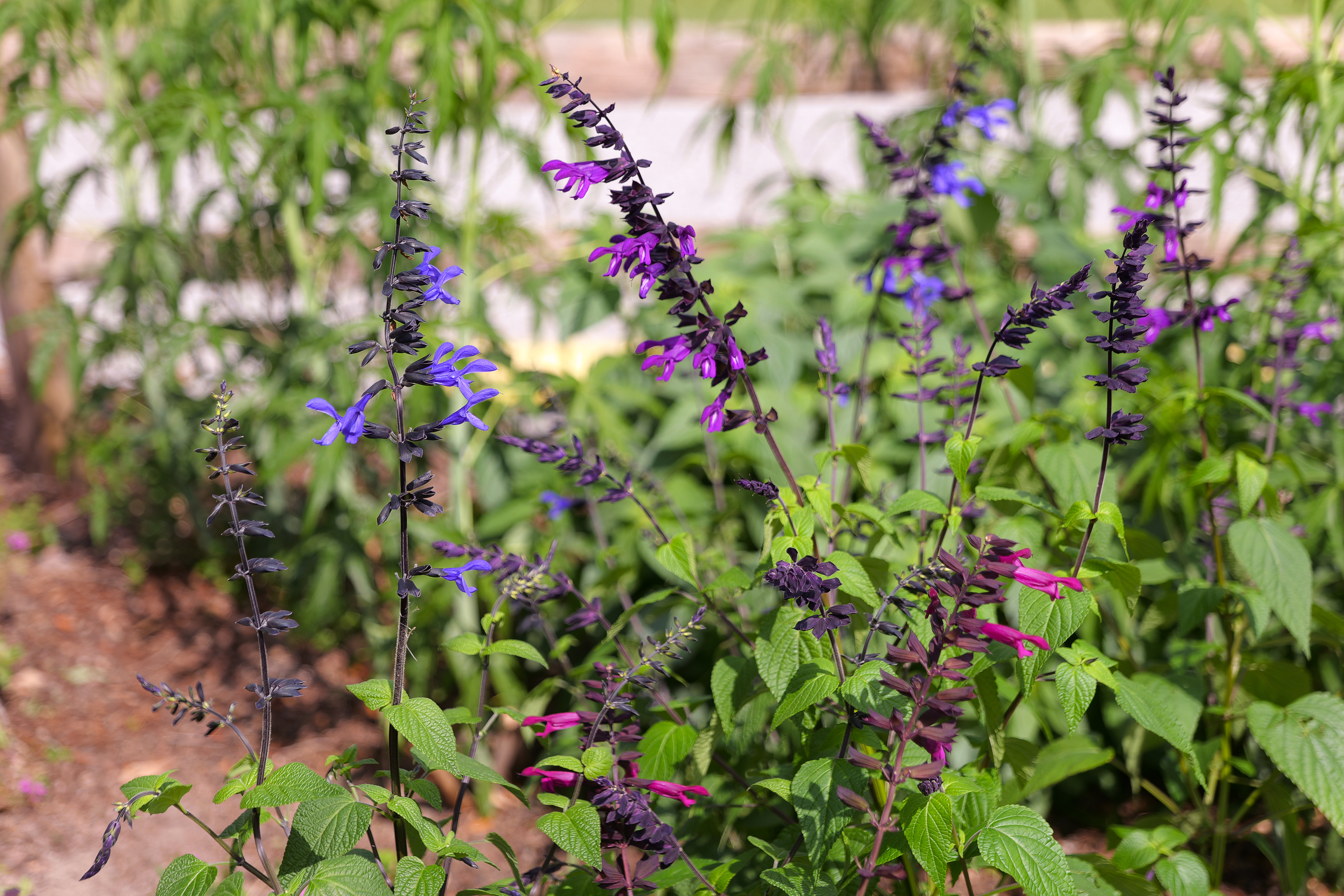 Salvias are a surefire way to draw pollinators to your garden